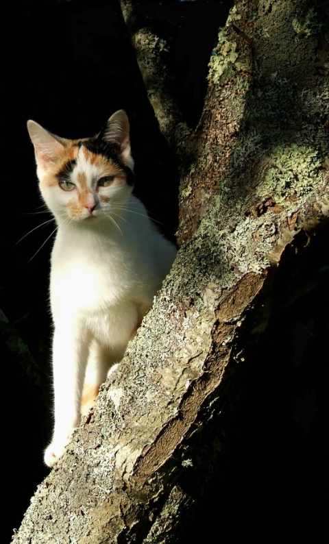 Nishi in a tree