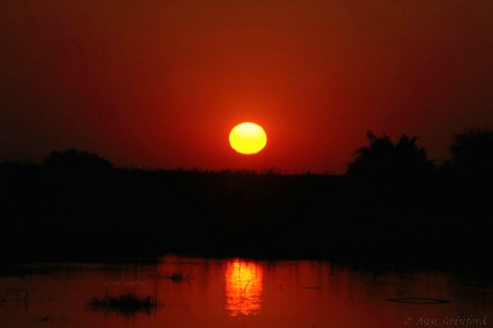 Okavanga sunset - ID: 3291559 © Ann E. Swinford