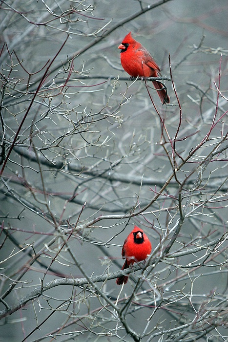 Two Cardinals in Winter