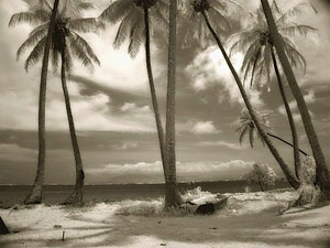 Palms, Molokai