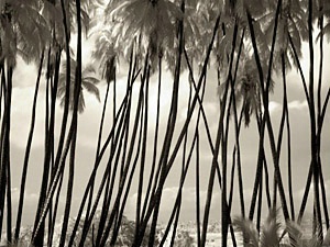 Palm Grove I