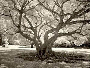 Tree I, Molokai
