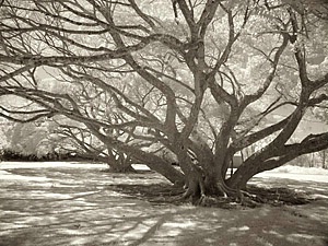 Tree II, Molokai