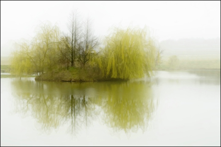 Willows in the Mist
