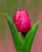 Tulip