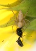 Spider Attack!