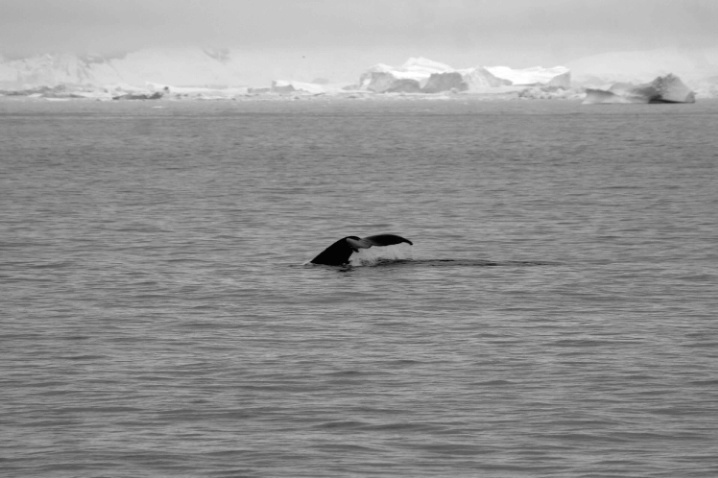 Antarctica-51 - ID: 3295269 © Karen Johnson