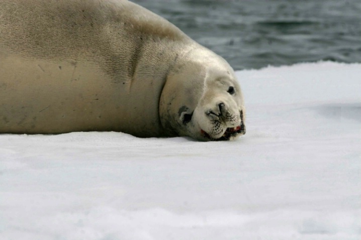 Antarctica-54 - ID: 3295310 © Karen Johnson