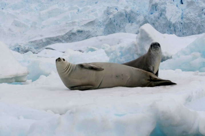 Antarctica-55 - ID: 3295311 © Karen Johnson