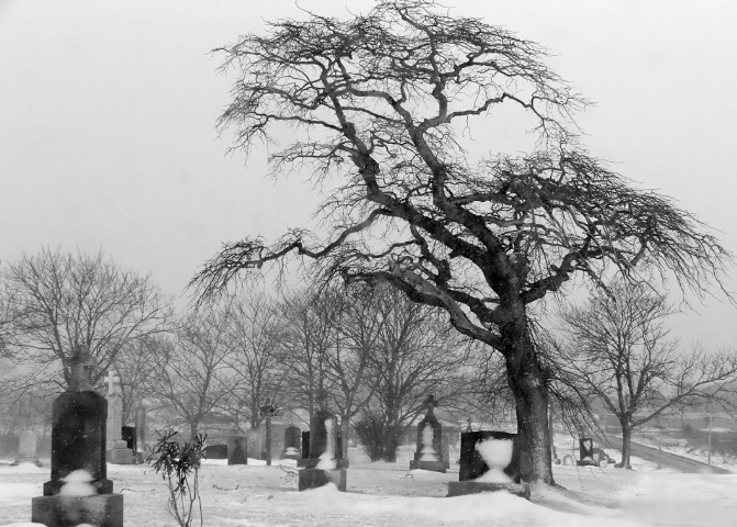 The Perfect Graveyard Tree