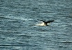 Splashdown