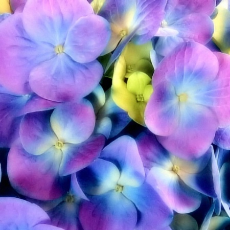 blue hydrangea