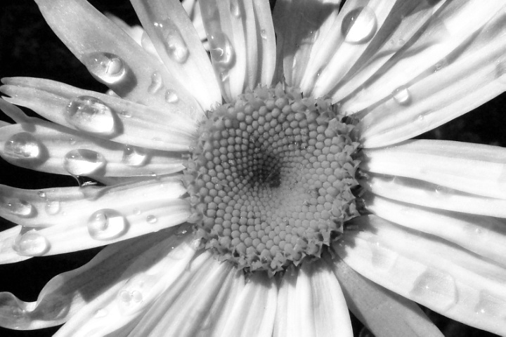 Daisy with Dew B&W