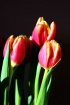 Refreshing Tulips