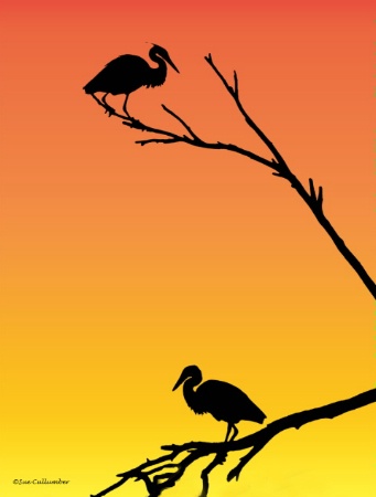 Herons in Silhoutte