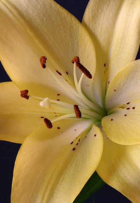Yellow Day Lily - ID: 3300023 © Patricia A. Casey