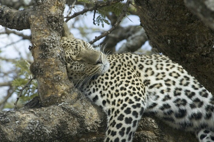 Leopard - ID: 3300892 © Ann E. Swinford