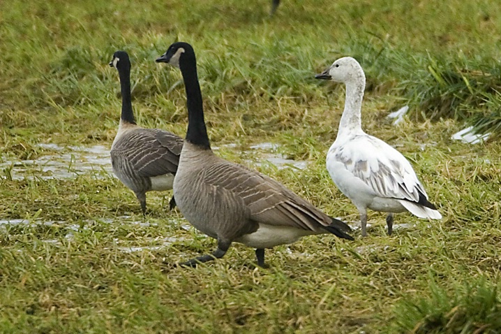 Snow Goose with Canada Geese - ID: 3303685 © John Tubbs