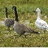2Snow Goose with Canada Geese - ID: 3303685 © John Tubbs
