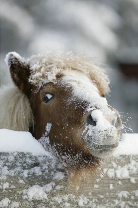 Fun in the snow