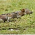 2Eurasian Wigeon with American Wigeon - ID: 3304437 © John Tubbs