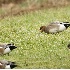 2Eurasian Wigeon x Am. Wigeon Hybrid-upper rt - ID: 3304438 © John Tubbs