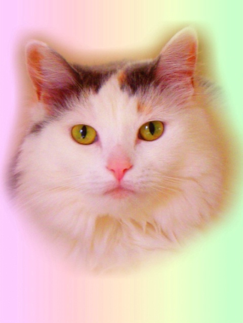 Psychedeli-kitty-cat