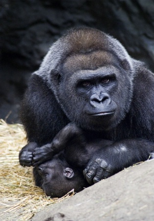 Mother Gorila - off center