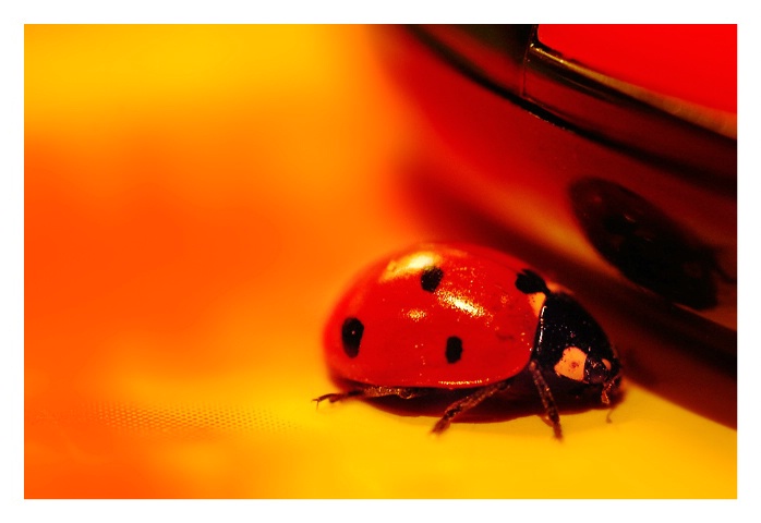 Lady bug