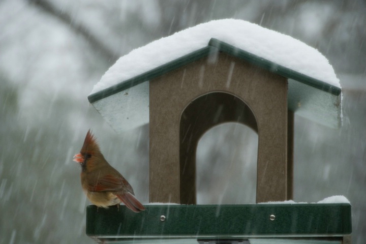 Female Cardinal on a snowy January day