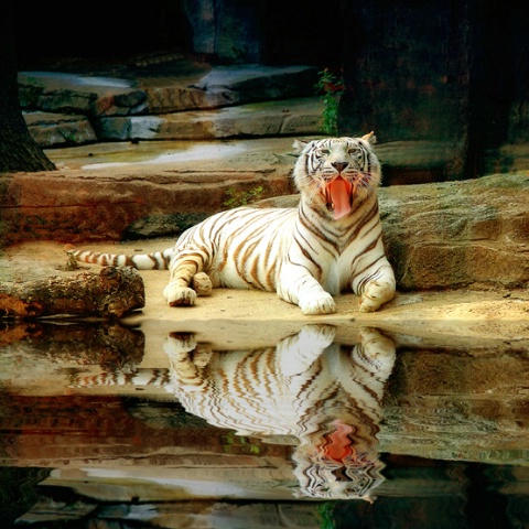 A Tiger Pool