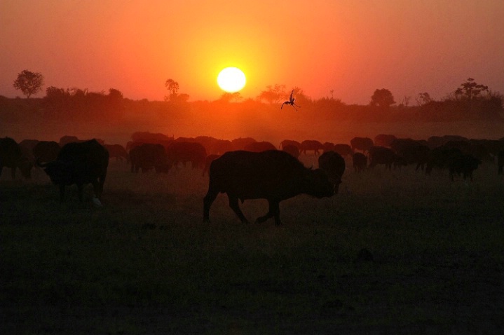 Duba Plains Sunset - ID: 3308544 © Ann E. Swinford