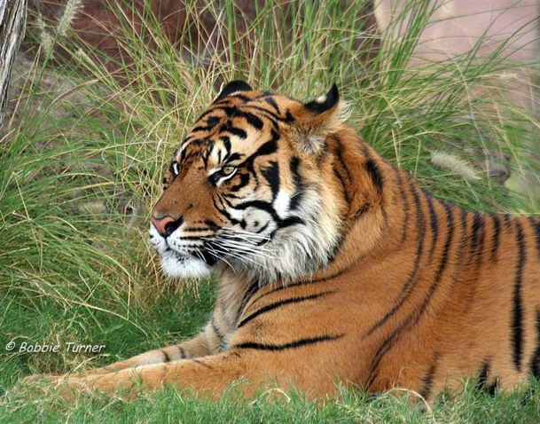 Tiger - ID: 3309306 © BARBARA TURNER