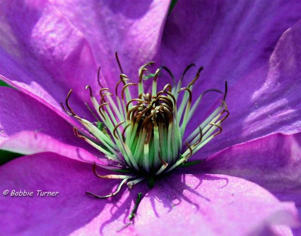 purple flower - ID: 3309375 © BARBARA TURNER