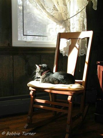 Sunny cat nap - ID: 3309426 © BARBARA TURNER