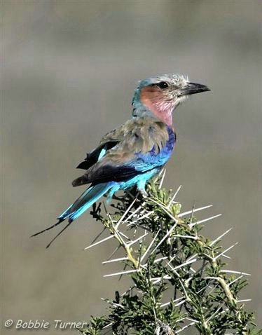 African bird - ID: 3309448 © BARBARA TURNER