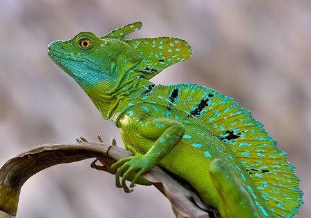 Basiliscus