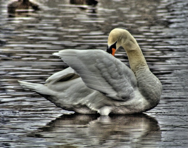 Shy Swan