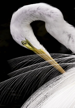 Courtship Plumage