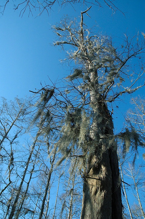 Bearded Tree