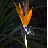 © Cindy J. Hiles PhotoID # 3311926: 1099