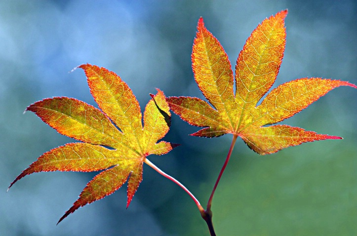 Red Maple Leaves 2