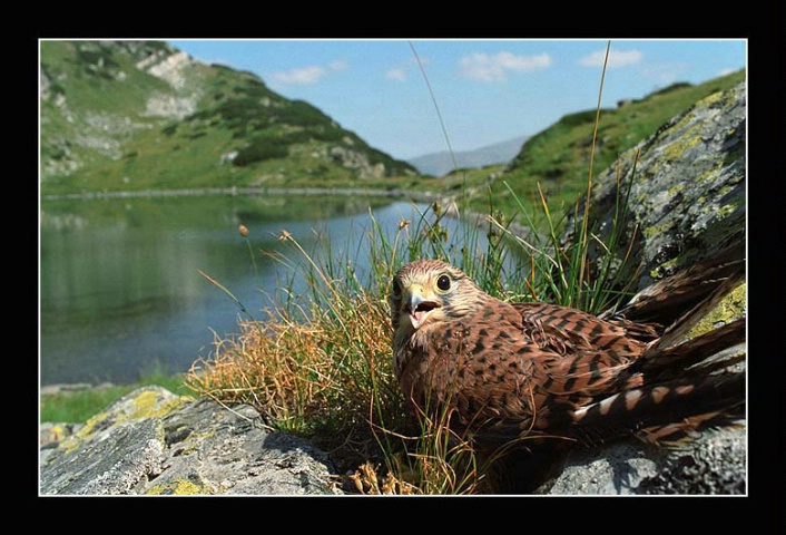 Falcon (Falco tinnunculus)
