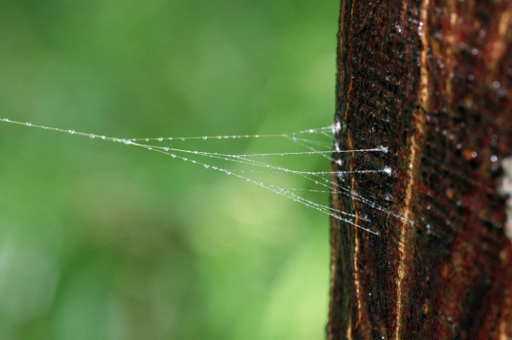 Spider's web