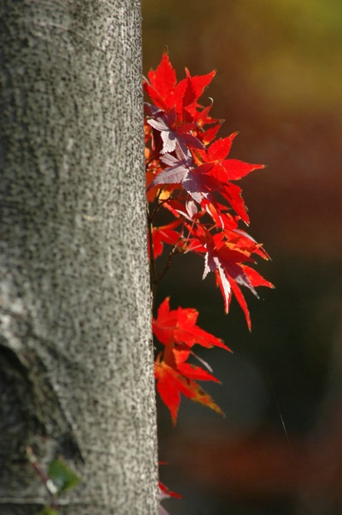 Japanese Maples