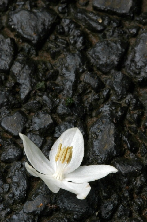 A fallen flower