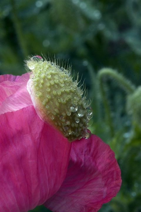 An emerging poppy