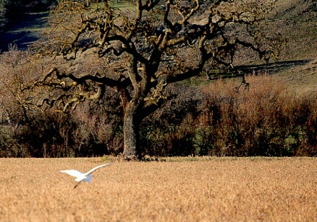White Egret beginning to take off
