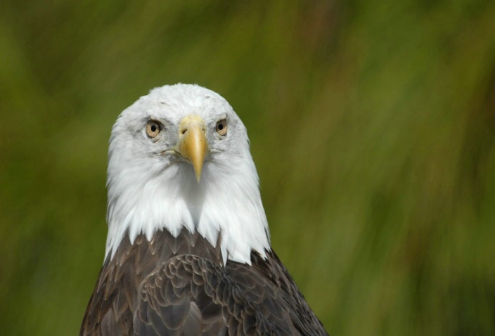 eagle portrait - ID: 3315589 © Michael Cenci