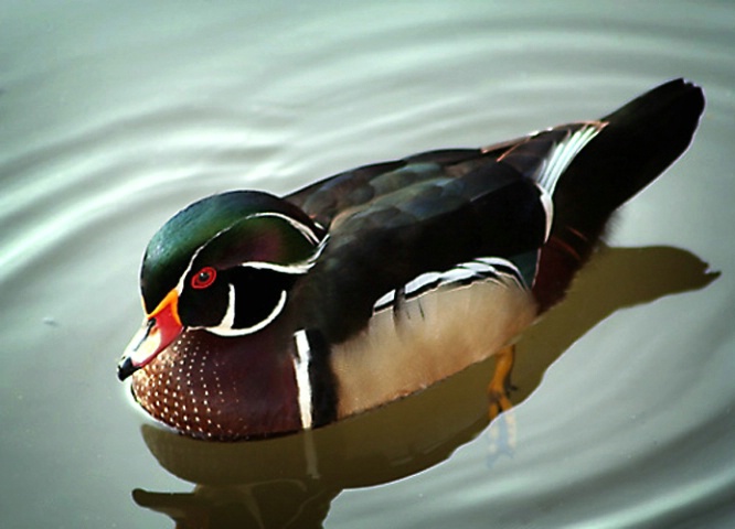 Painted Duck #2